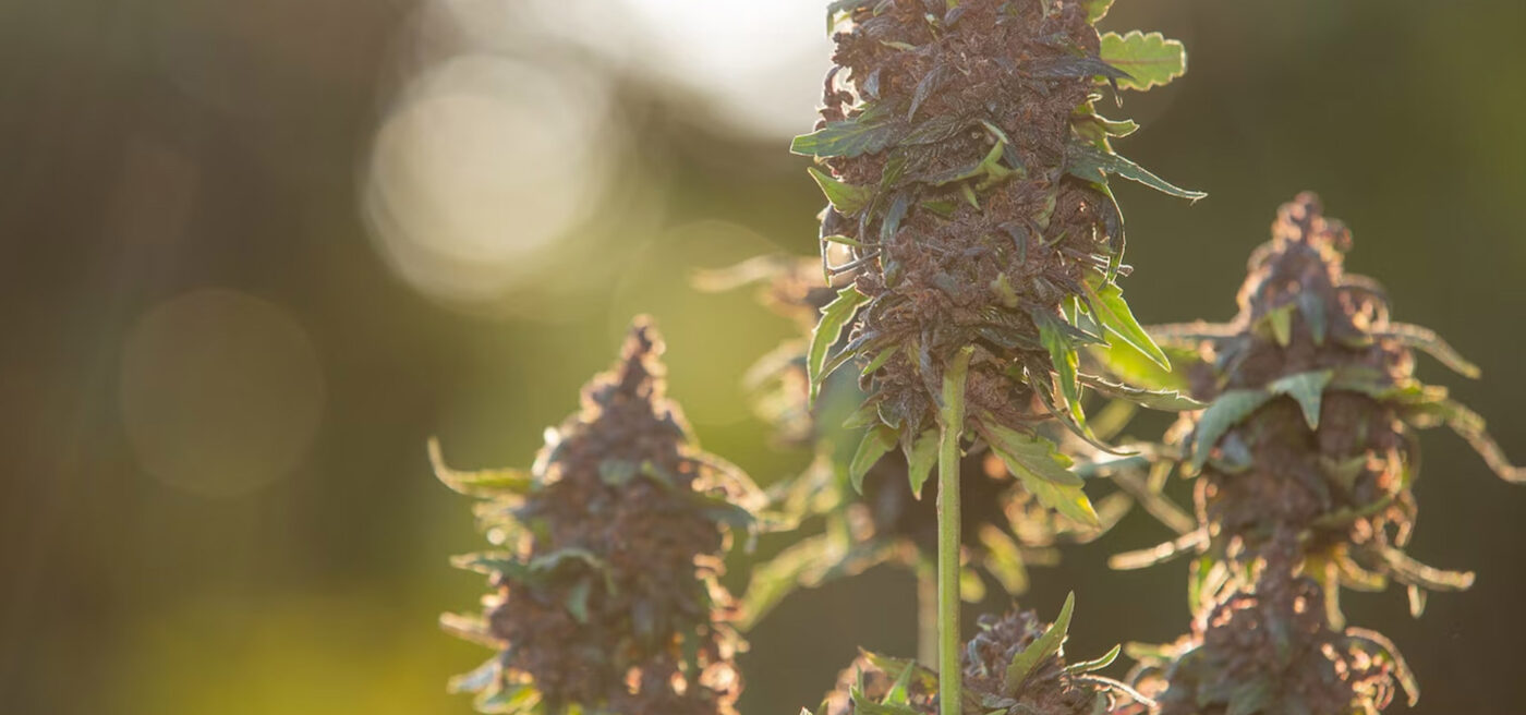 Cannabis kaufen Deutschland